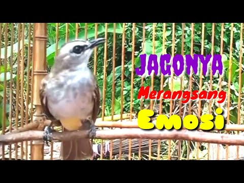 Panggilan Trucukan Gacor Isian Mewah Merangsang Emosi Lawan