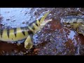 Dinosaur Island S2 Ep10 Under Water Battle Dinosaur Island S2 Ep10 Under Water Battle