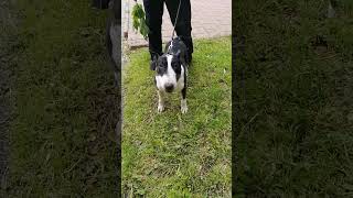 Bull Terrier Black And White