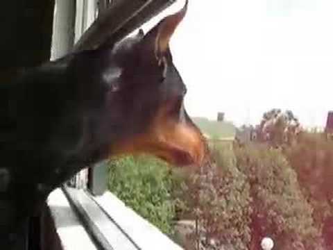 warlock doberman puppies for sale miniature doberman pinscher for sale warlock doberman puppies for sale miniature doberman pinscher for sale