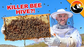 What's Inside A Killer Bee Box?!