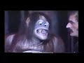 Orangutang 1 - Don't Miss This !!! Funniest video ever !!!