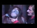 Orangutang 1 - Don't Miss This !!! Funniest video ever !!!