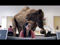 Geico Hump Day Commercial Muve Mag Remix images Geico Hump Day Commercial Muve Mag Remix