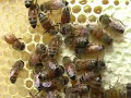 Honey Bees - Life Cycle