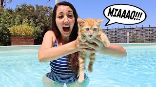Portiamo In Piscina Il Cucciolo Del Dottor Timoti Di Nascosto E Lui Non Lo Sa Gattini In Piscina