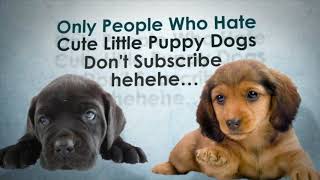 Funny dog videos - My dog the most funniest dog on the world😂
