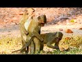 Triple Monkey learning to F-u-c-k-i-n-g.