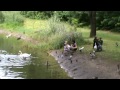 Видео Киевский зоопарк 2011 у пруда