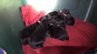 Jagd Terrier Puppies Sleeping