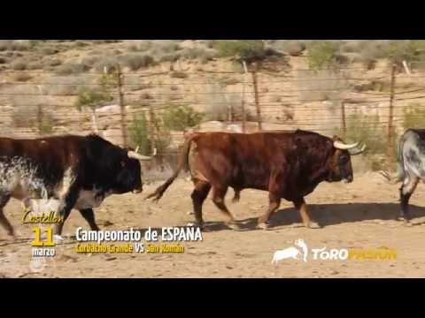 FERIA DE TOROS DE CASTELLON feria de toros de castellon: