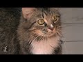 Khloe Kardashian Odom - Cats going catnip crazy - The Litter Episode 13