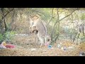 Part 1 Donkey Mating Video #donkeymating