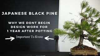 Japanese Black Pine Bonsai Care - Post Potting