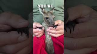 Rescue Baby Kangaroo