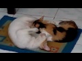 image Kucing Jantan Menyusui Kucing Betina Disampang