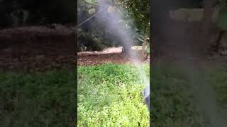 Watch Trees Pesticide video