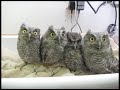 Screech Owls at WildCare