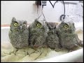 owl