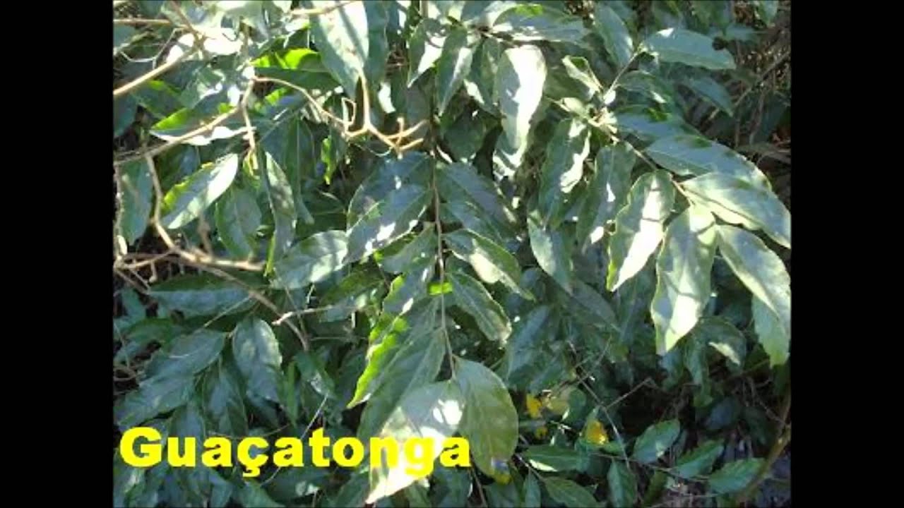 plantas jardim nomes:Nome De Plantas plantas jardim nomes:Nome De Plantas