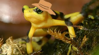 Animal Facts: Panamanian Golden Frog