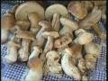 Huby mix,boletus,mushrooms.