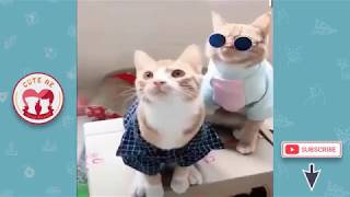 🤣 Funny Dogs and Cats - Awesome Funny Pet Animals Videos 2019