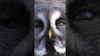 Owl Eye Transformation Looks Dangerous