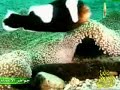 1 بيوت تحت البحر جواهر الأعماق) جواهر الأعماق