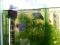 siamese fighting fish - characteristics siamese fighting fish - characteristics