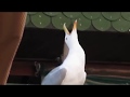 gull inc gull inc