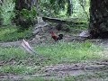 Pikat Ayam Hutan Tapah Merah 12 9 2012 images Pikat Ayam Hutan Tapah Merah 12 9 2012