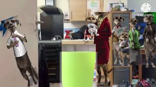 Compare The Meerkat Inflation And Ppppppooooooopppppppp
