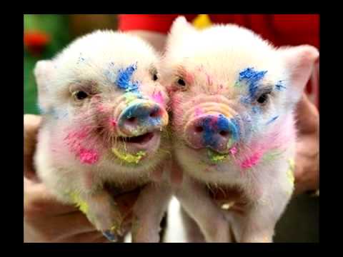 The Beatles - Piggies