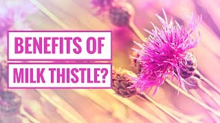 4 Potential Benefits Of Milk Thistle