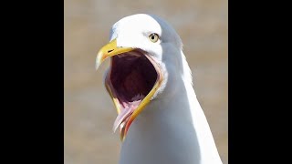Screaming Seagull чайка орет