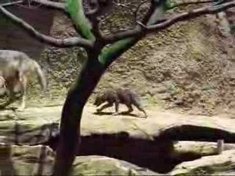 多摩動物公園・ヨーロッパオオカミの子供