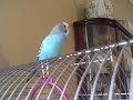 Parakeet Chirping images Parakeet Chirping