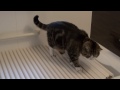 いろいろなねこ１９。-Many Maru&Hana19.-