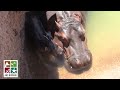 New Baby Hippo born today at the ABQ BioPark Zoo!
