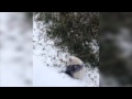 Raw: National Zoo Pandas Frolic in the Snow