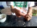 Lolohan Anak Love Bird images Lolohan Anak Love Bird