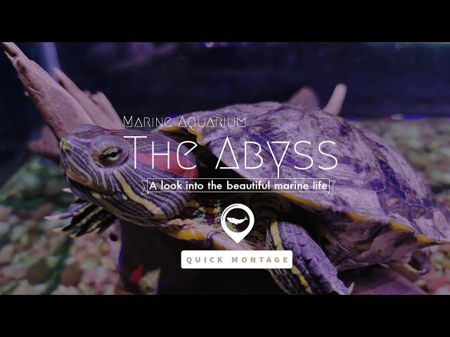 A peek into the "Abyss - Marine Aquarium"