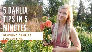 5 dahlia growing tips in 5 minutes