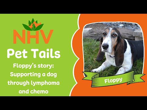 NHV Pet Tails: Supporting Floppy Through Lymphoma & Chemo