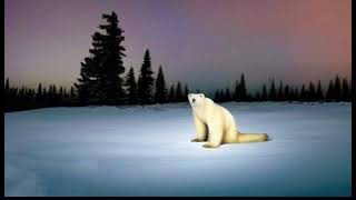 Polar bear 2026 💀💀💀