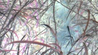 Watch 1200 Mics Magic Mushroom video