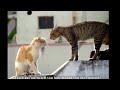 youtube algerie humour