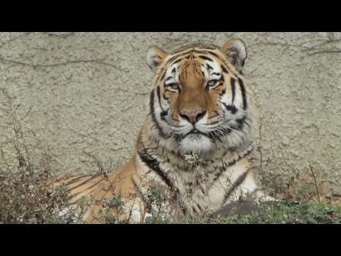 吼えるアムールトラ 天王寺動物園 Amur Tiger Tennoji zoo in Japan