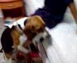 perro cogiendo a niño inocente